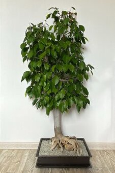Fikus benjamin bonsai