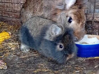 zakrslí králíčci