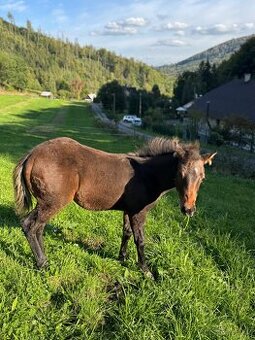 Qh hřebeček- dark buckskin