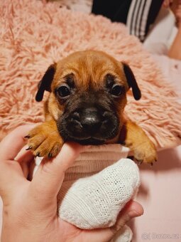 Stěně Francouzský Buldoček X Jezevčík