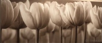 Obraz tulipány Ikea
