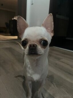 Čivava s PP ke krytí