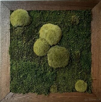 Obraz z mechu 60 x 60 cm