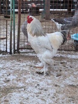 Kohout brahmanky bílá kolumbijská