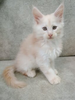 Mainská mývalí s PP