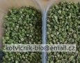 Prodám semena Kotvičník už od 0,29 Kč