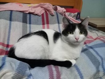 Kastrovaná a očkovaná Astrid k adopci, Brno