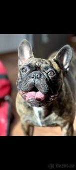francouzský buldoček ke kryti