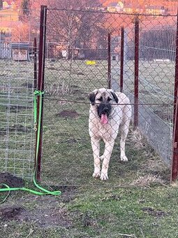 Prodám fenu kangalskeho pasteveckého psa