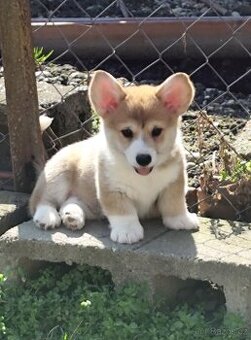 Welsh corgi Pembroke s PP FCI