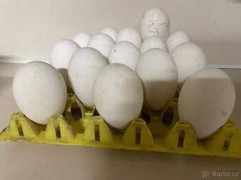Nasadova husí vejce do líhně