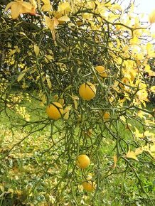 Sazenice poncirus trifoliata - citronečník trojlistý