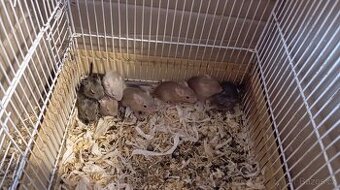 Osmák Degu