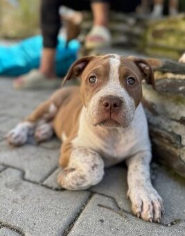 American Bully XL