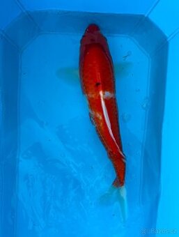 Koi kapr