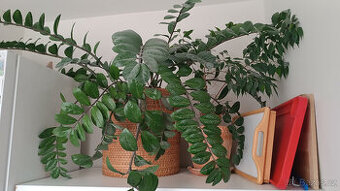 PRODÁM VELKÝ ZAMIOCULCAS NUTNÉ OSOBNÍ PŘEDÁNÍ V PARDUBICÍCH
