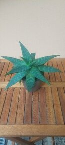Aloe - 1