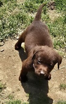 Labrador bez PP