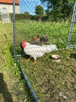 Kohout leghorn - 1