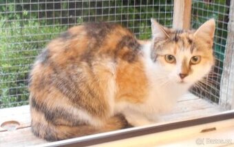 3barevná 9měsíční opatrnější mazlivka Bella