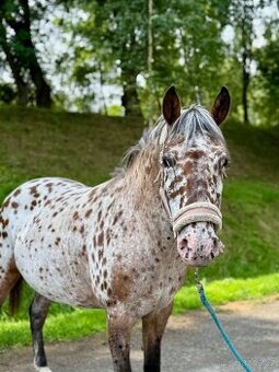 Apaloosa pony