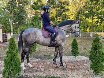 Hl'adá sa nový domov : Platán