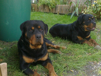 Rotvajler-krytí bez PP