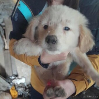 štěňata labradorský retrívr