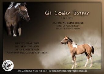 APH grullo tobiano