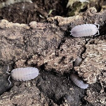 ISOPODY·STÍNKY·SVINKY  2+1