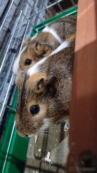 Prodám dvě Morčata včetně vybavení