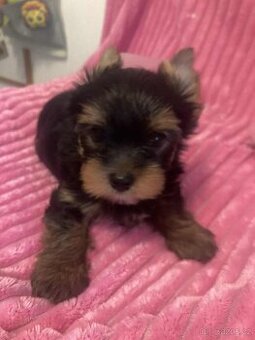 Jorkšírský teriér