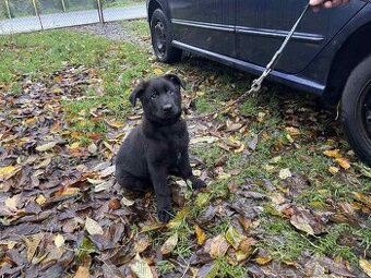 Německý ovčák - štěňata