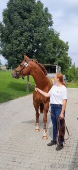 Prodám Valacha ČT, 7 let