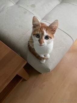 Venkovní Kotě na prodej