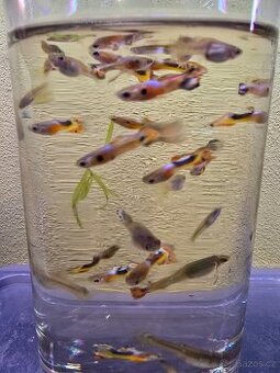 Endlerky MIX Brno/Pohořelice Živorodky