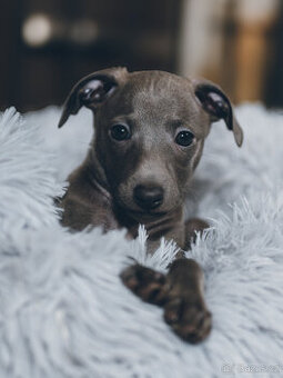 Italský chrtík s PP