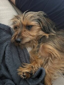 Hledáme parťačku pro naší fenečku - 1