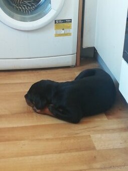 Prodám štěně rotvajlera - 1