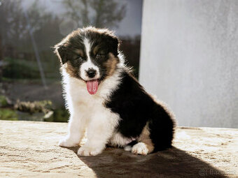 australský ovčák s pp