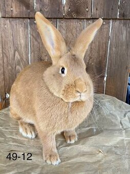 Burgundský králík - samice