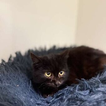 Arra, bázlivé koťátko