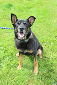 Fenka NO hledá domov - 1