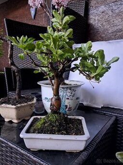 Bonsaj bonsai Jabloň