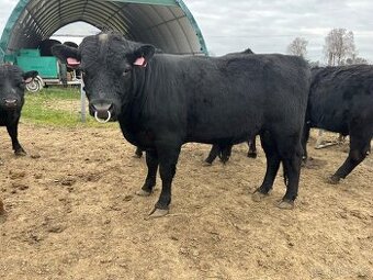 Plemenny býk dexter