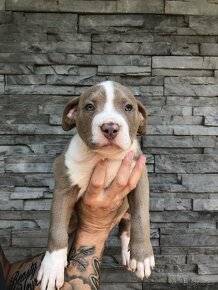 American Bully XL TOP krevní linie