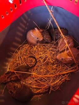 Osmak degu