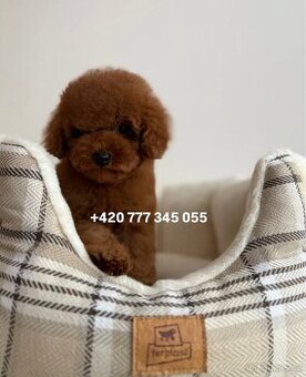 Toy Pudl Red Brown, Marni
