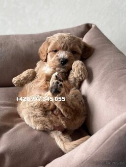 Maltipoo, fenka 800€ ‼️Abi