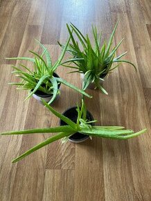 Aloe Vera.